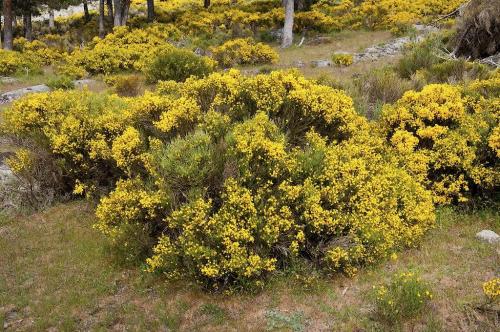 Fleurs sauvages et cultivées  : Genêt
