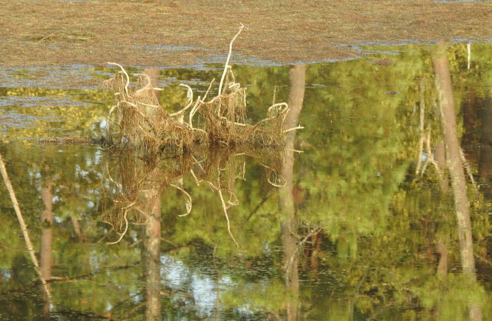 Balade dans la forêt de Saint-Brice, septembre 2024...