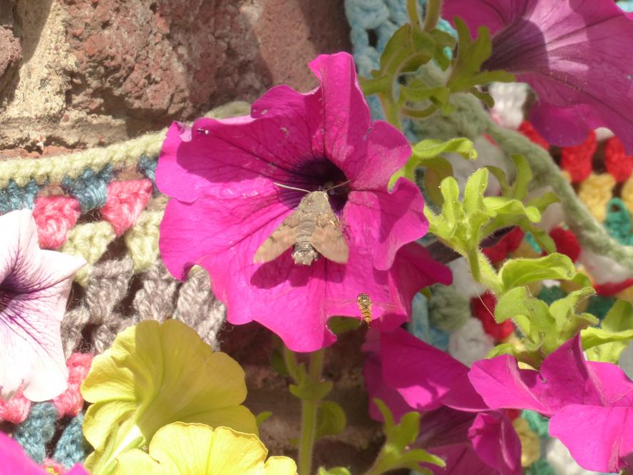 Le Moro Sphinx au jardin