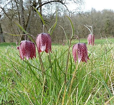 fritillariameleagrisb