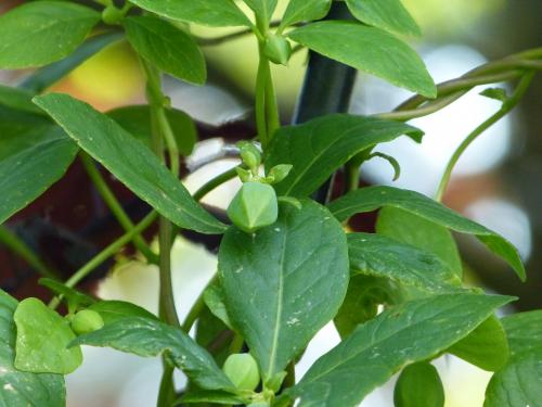 codonopsis lanceolata