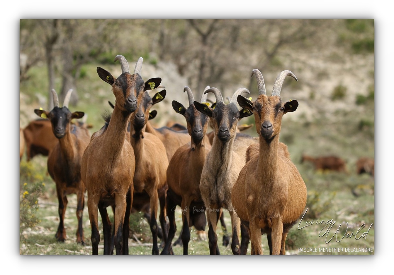 Chèvres Cévenoles nous offrant les Fameux Pélardons