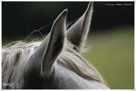 Portraits d'une jument Pur Sang Arabe (PSAr)