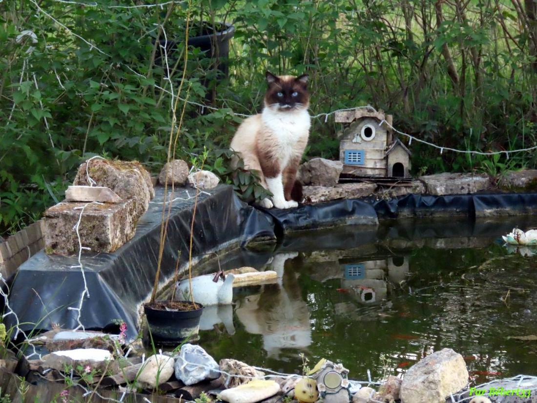 un minou qui boit dans mon bassin
