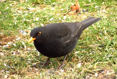 Oiseaux de mon jardin