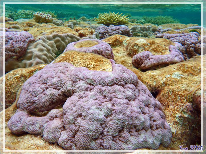 Sublimes coraux de couleur parme - Atoll de Fakarava - Tuamotu - Polynésie française