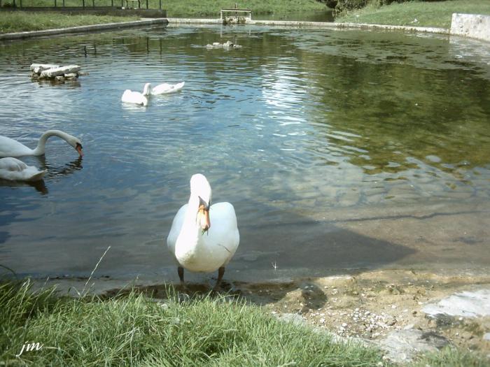 les cygnes