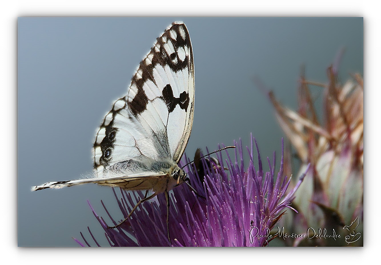 Dans la famille Nymphalidae