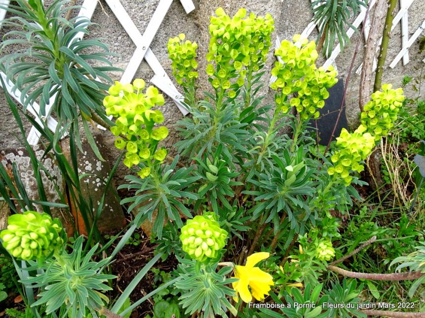 Le printemps au jardin - 2022 - Euphorbe