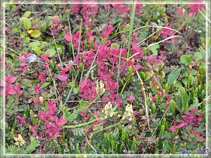 Couleur d'automne : Myrtille des marais, Myrtillier arctique, Arctic blueberry (Vaccinium uliginosum) - Pond Inlet - Baffin Island - Nunavut - Canada