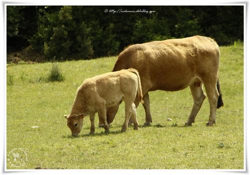 Vaches et veaux d'Aubrac