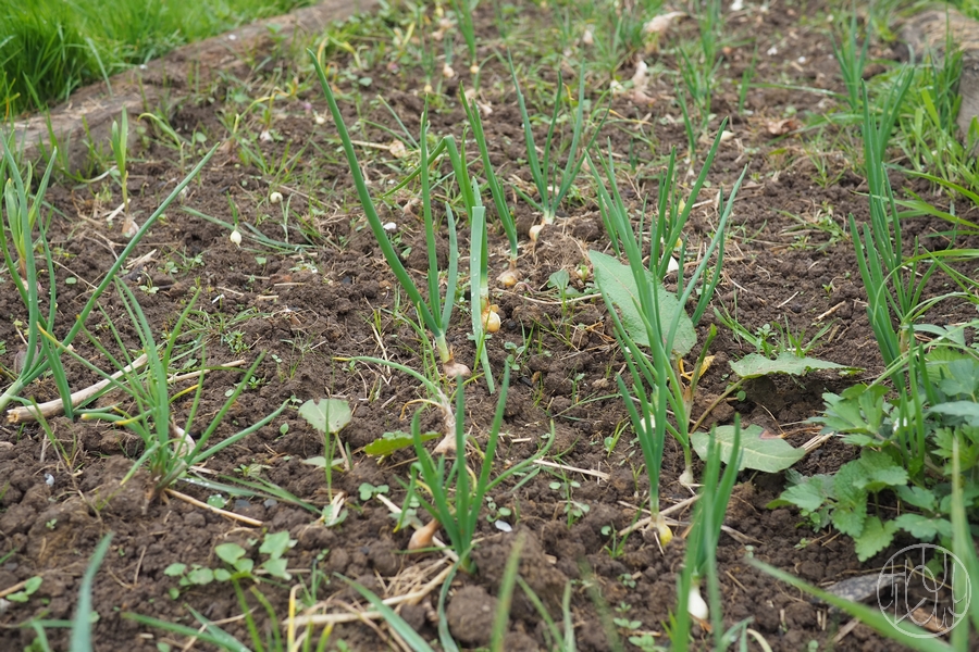 Gazette du jardin n° 7 avec la nouvelle serre !