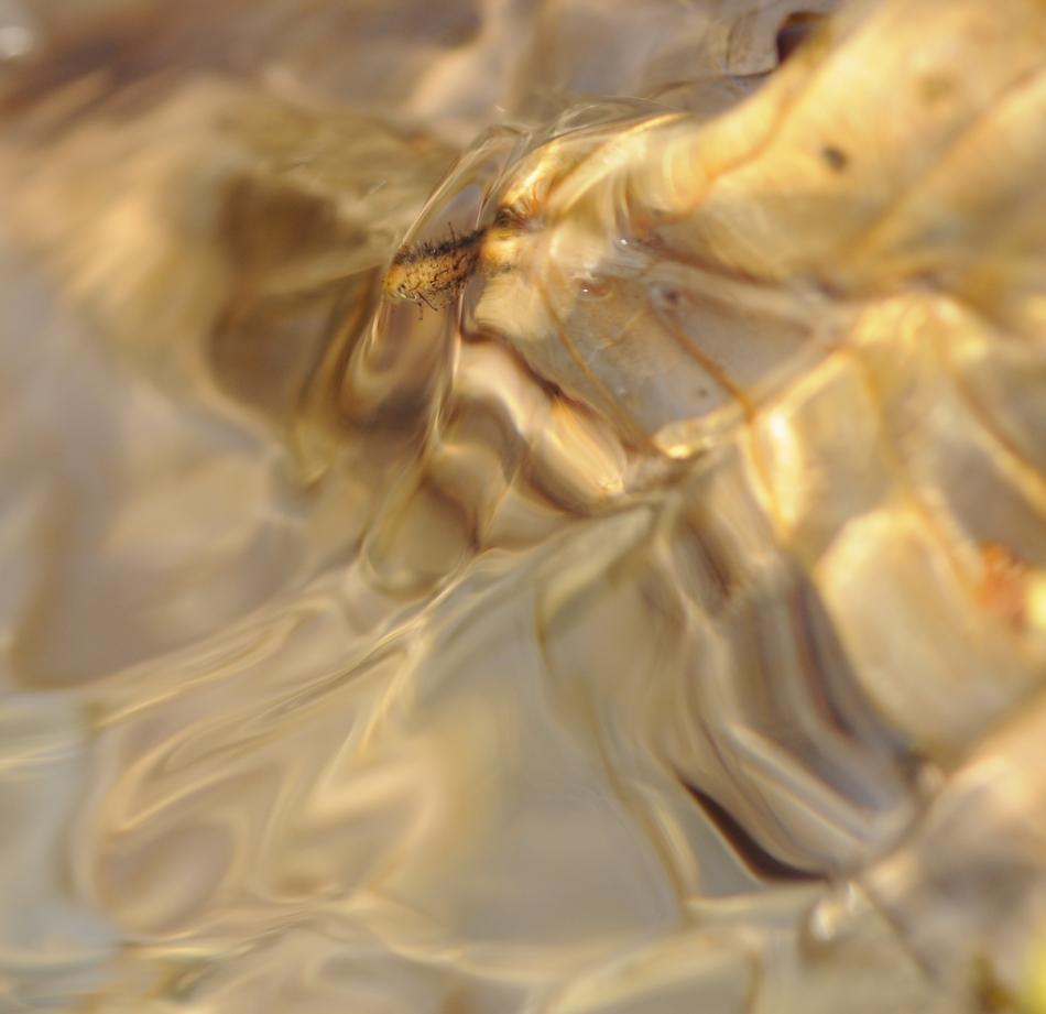 Tissu de nacre
