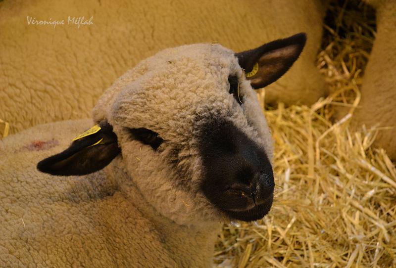 Salon International de l'Agriculture : Le mouton Hampshire