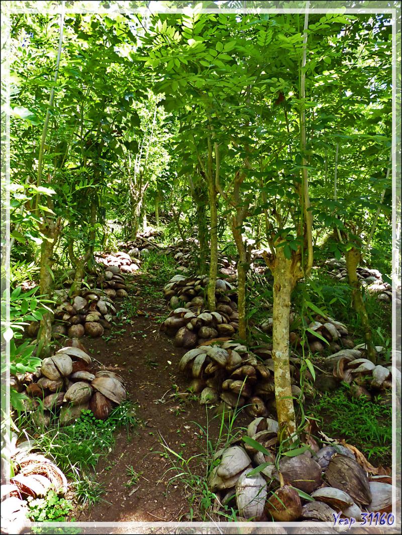 Extrême est de Tahaa : nous allons faire un tour dans "la Vallée de la vanille" - Polynésie française