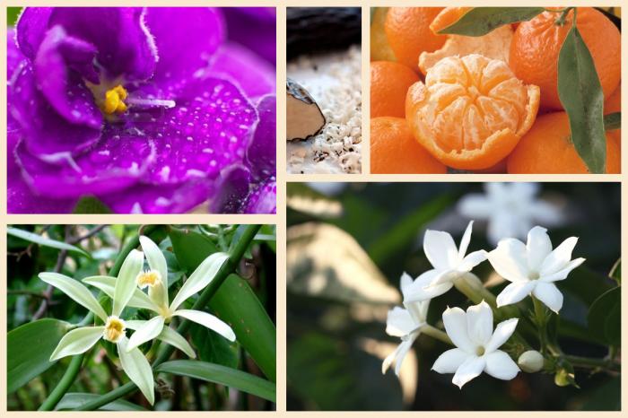 Mythic Oil: le parfum !