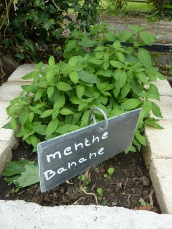 la menthe
