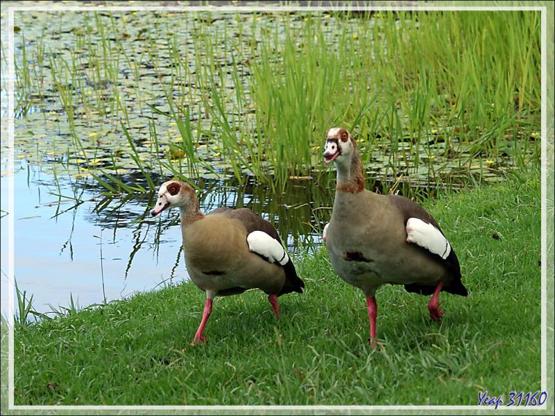 Ouette d'Égypte, Egyptian Goose (Alopochen aegyptiaca) - Jardin de Kirstenbosch - Cape Town - Afrique du Sud