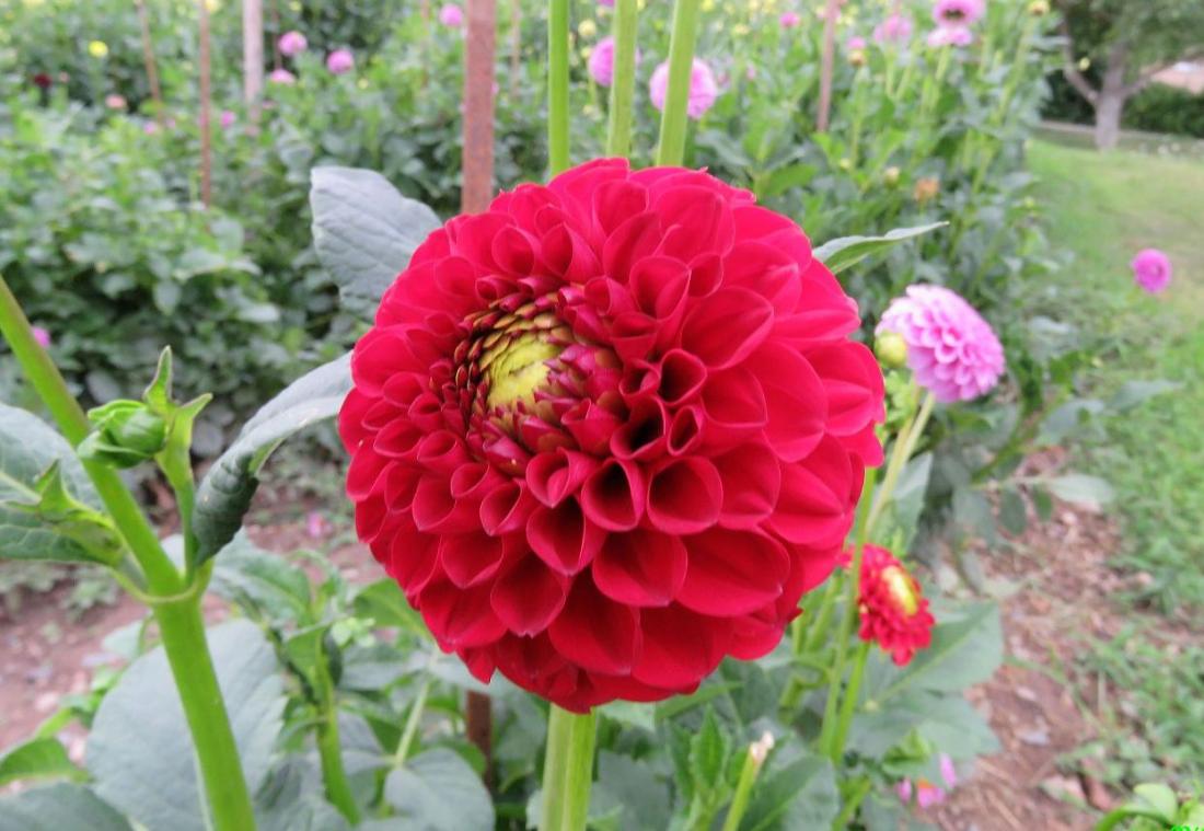 des fleurs de dahlias 