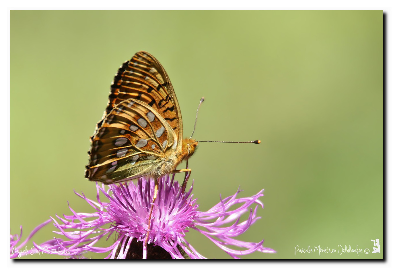 Grand nacré (Argynnis aglaja, synonyme Speyeria aglaja)