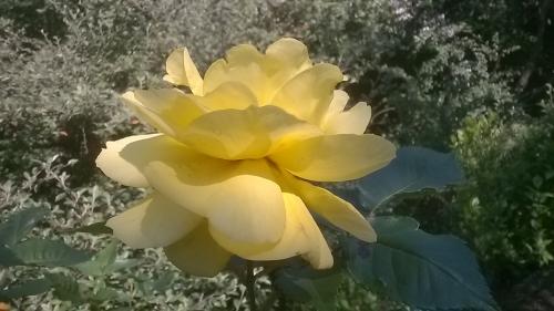 Un petit tour au jardin