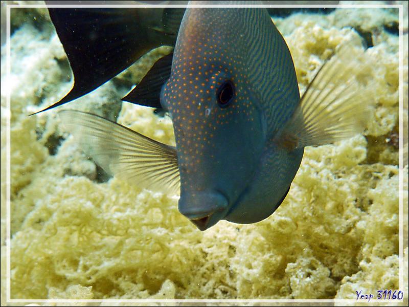 Poisson-chirurgien strié ou Maïto, Lined bristlethooth or Striated surgeonfish (Ctenochaetus striatus) - Jardin de corail - Motu Tautau - Taha'a - Polynésie française