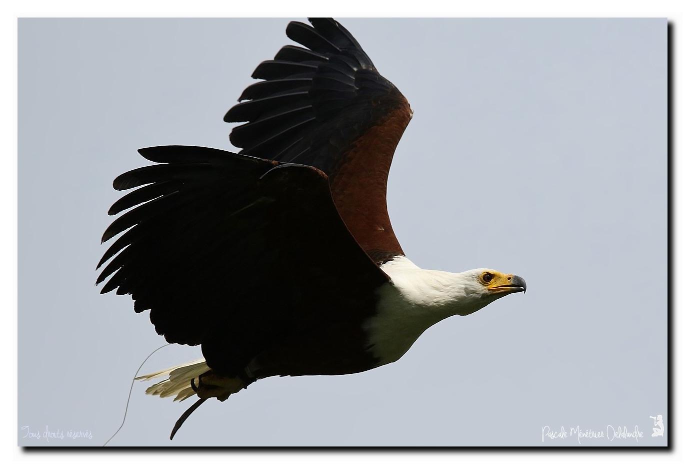 Pygargue vocifère - Haliaeetus vocifer - African Fish Eagle