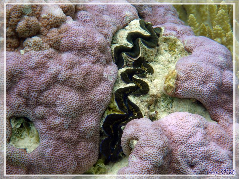 Sublimes coraux de couleur parme - Atoll de Fakarava - Tuamotu - Polynésie française