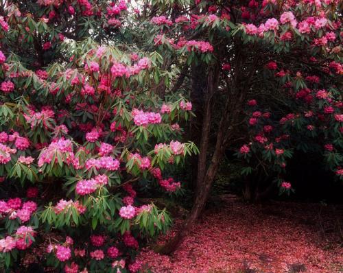 Fleurs cultivées : Rhododendron