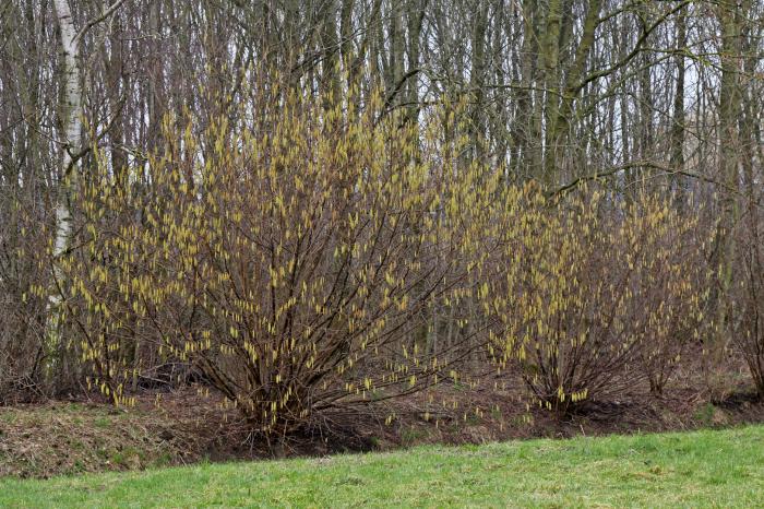 Arbre fruitier : Noisetier
