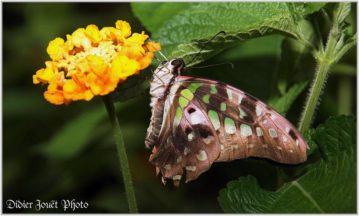 Voilier Vert (2) - Graphium agamemnon