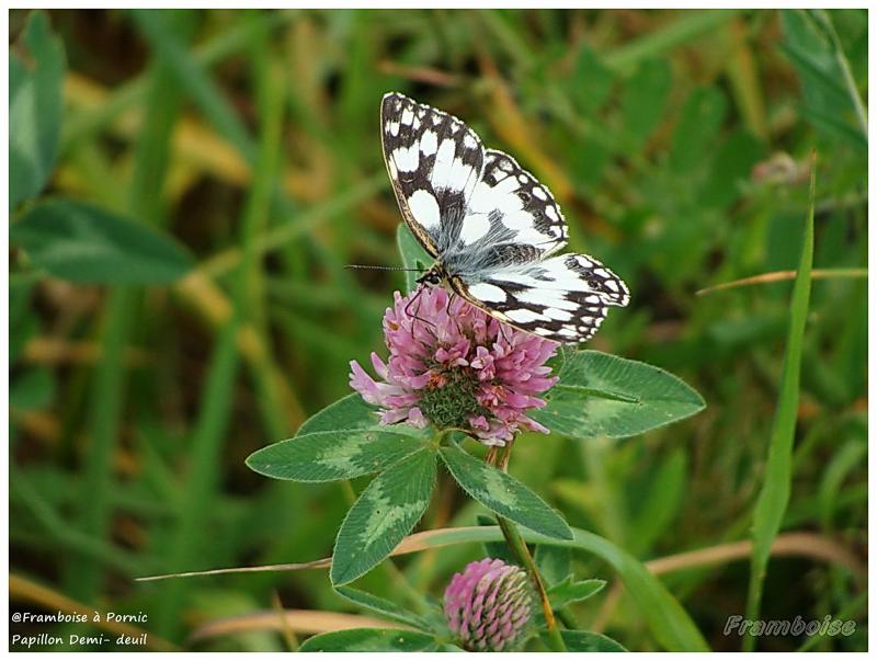 Papillon Demi-deuil - 2016