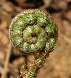 Les fleurs communiquent