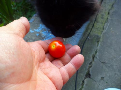 Tomates cocktail