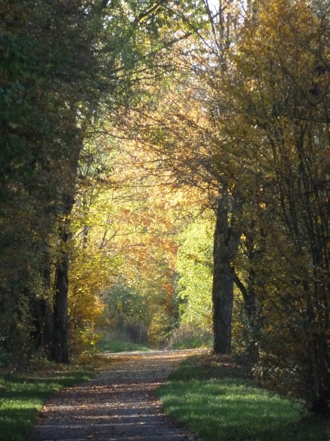 commandements de l'arbre