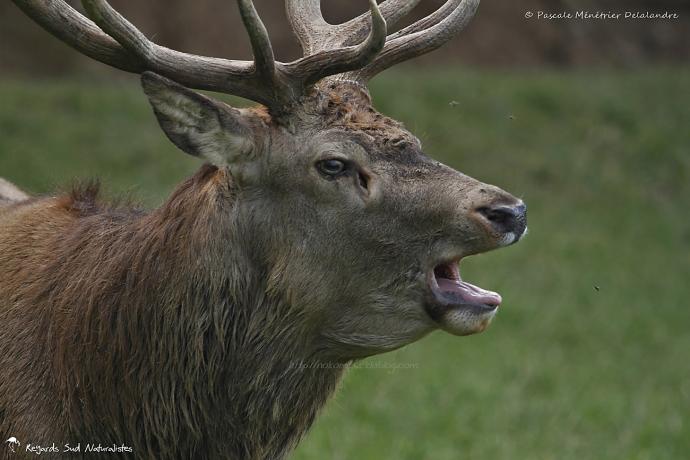 Brame du Cerf