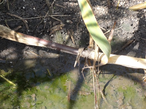 La rhizosphère de Gommeville