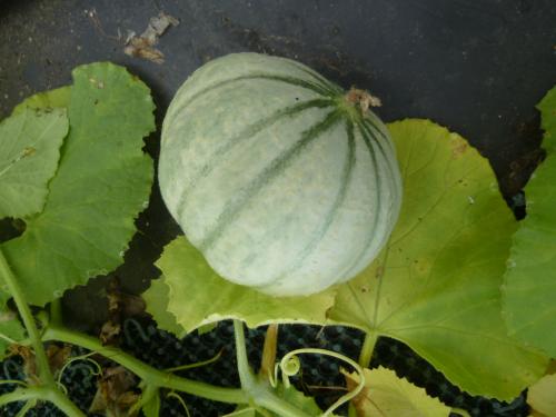 Origine du melon ...