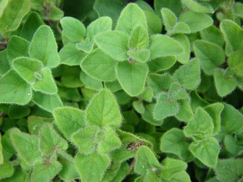 Fleurs cultivées : Marjolaine