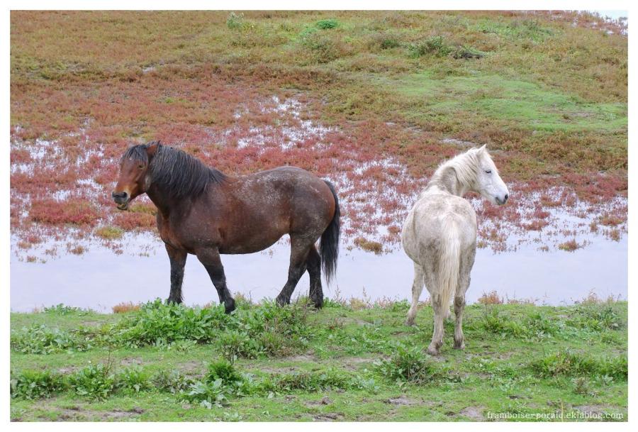 Cheval mon ami 