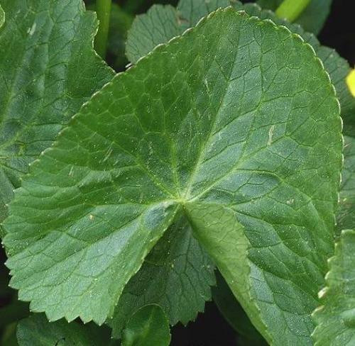 Vertus médicinales des plantes sauvages : Populage