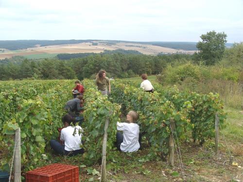 Les vendanges chez Sylvain Bouhélier..