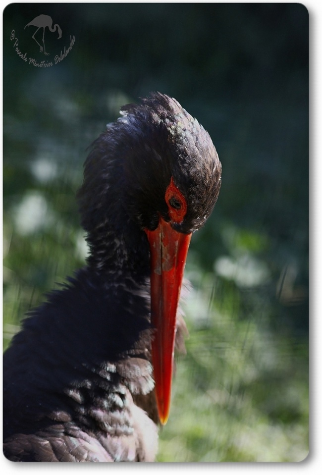 Cigogne noire...
