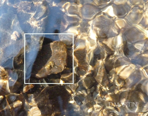 LES EMANANTS ANIMAUX 2