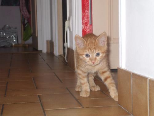 Un Chaton Est Arrivé à La Maison Loanne Lemale Un Chaton Est Arrivé à La Maison
