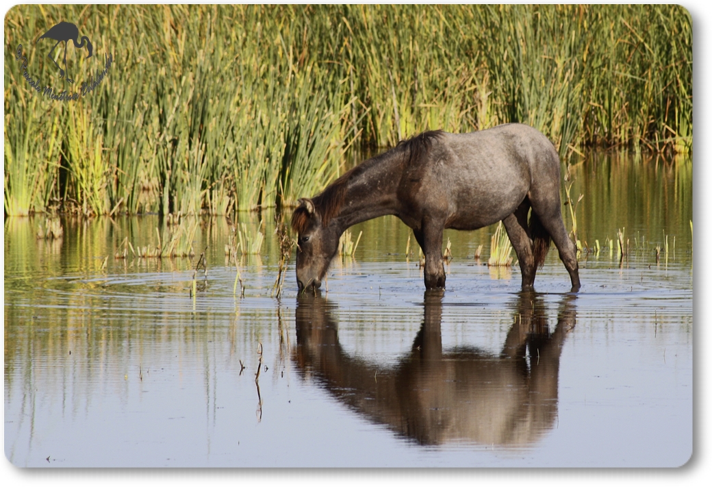 En Camargue...