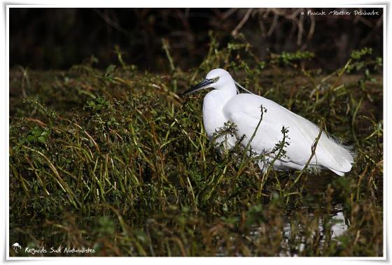 Aigrette garzette