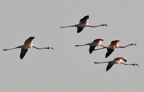 Les flamants...