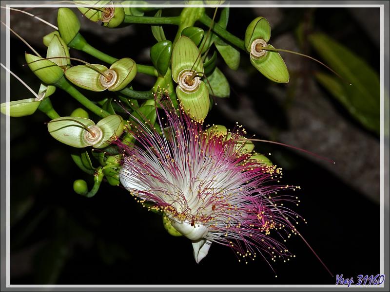 Badamier de l'Inde, Bonnet carré, Bonnet d'évêque, Sea poison tree (Barringtonia asiatica) - Nosy Sakatia - Madagascar