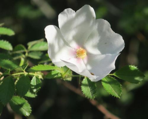 Visite du Colorado Provençal à Rustrel